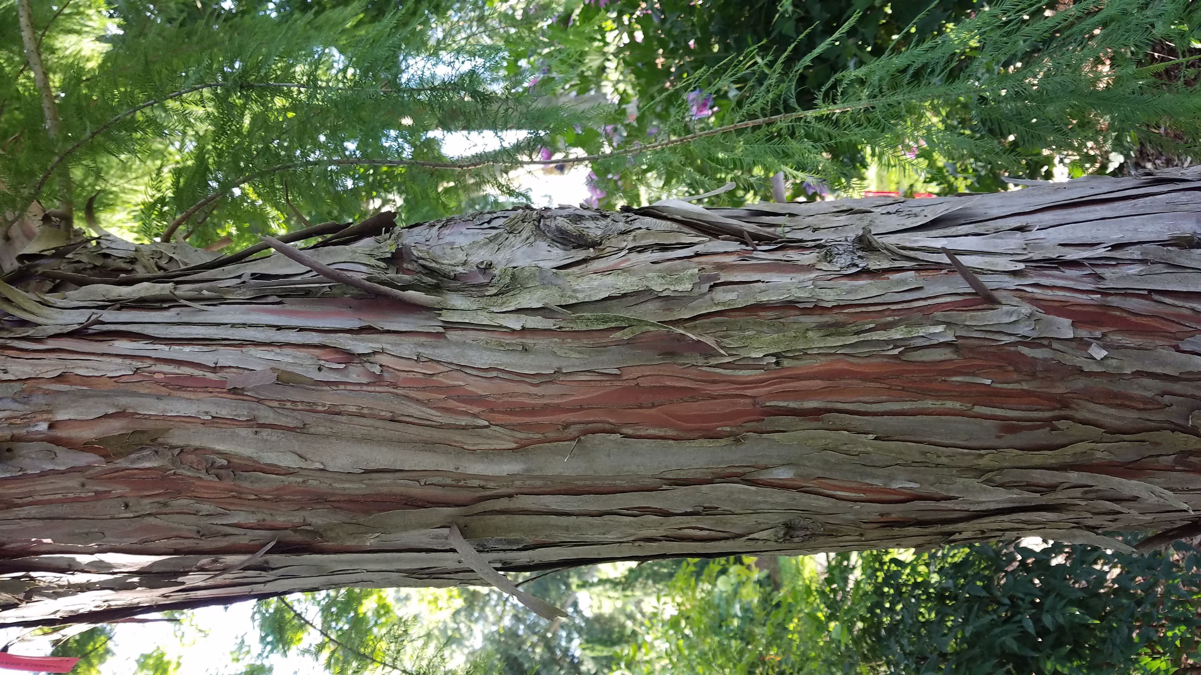 Bark shedding from trees during summer Gardening in Michigan